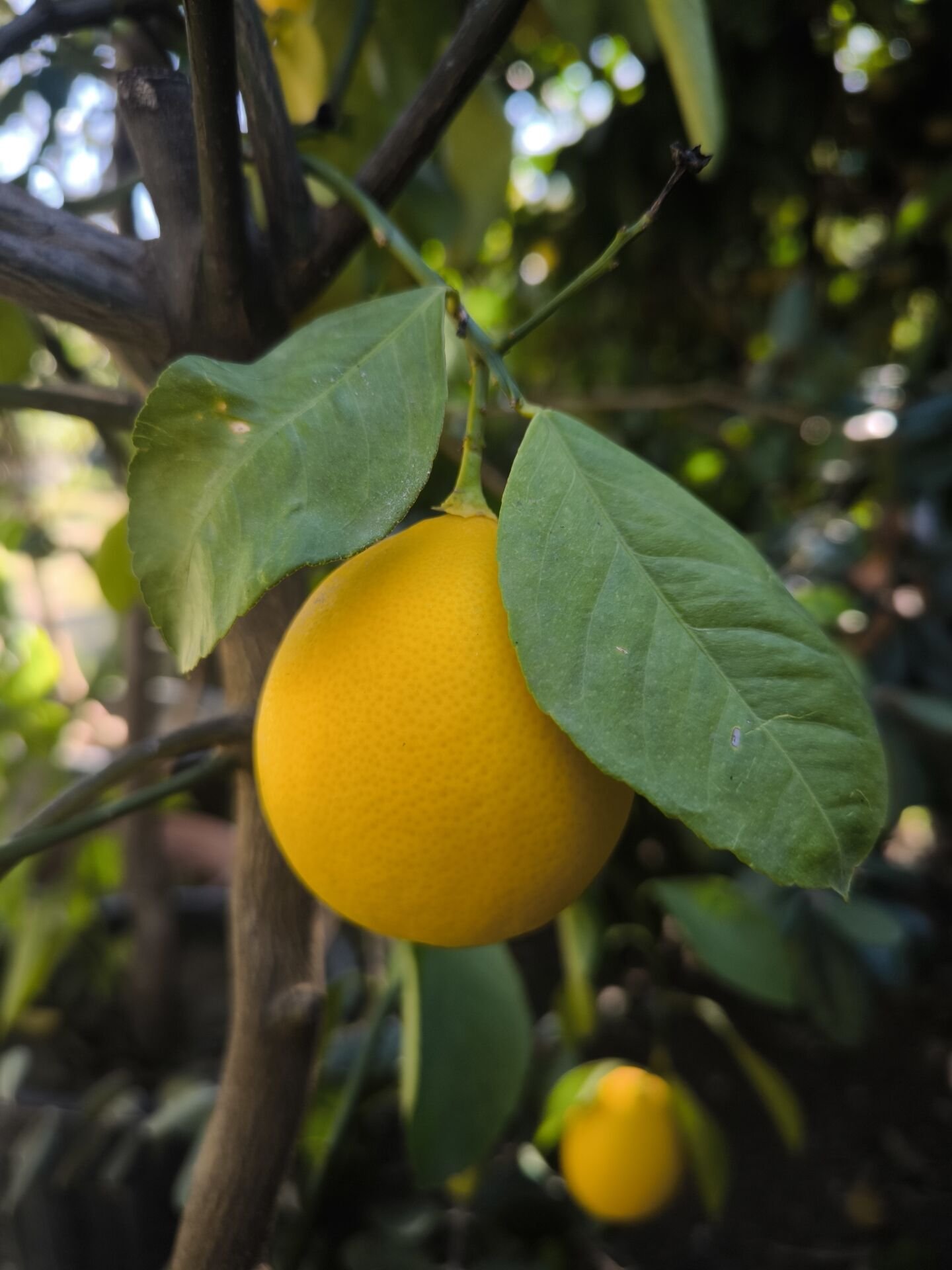 Mayer Limon Ağacı 5 Yaş