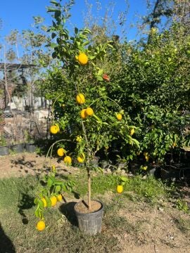 Mayer Limon Ağacı 5 Yaş