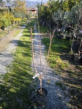 Pricia Kayısı Fidanı 4 Yaş