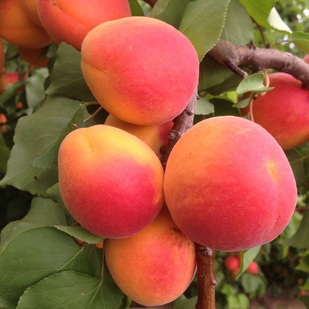 Pricia Kayısı Fidanı 4 Yaş