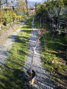 Şekerpare Kayısı Fidanı 4 Yaş