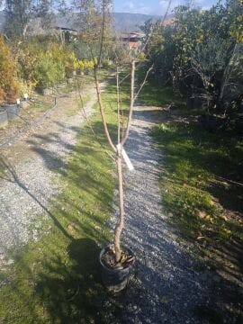 Perfect Kayısı Fidanı 4 Yaş