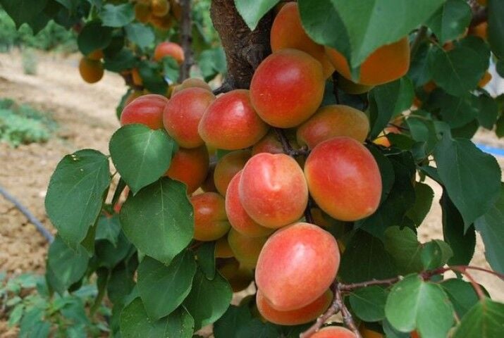 Perfect Kayısı Fidanı 4 Yaş