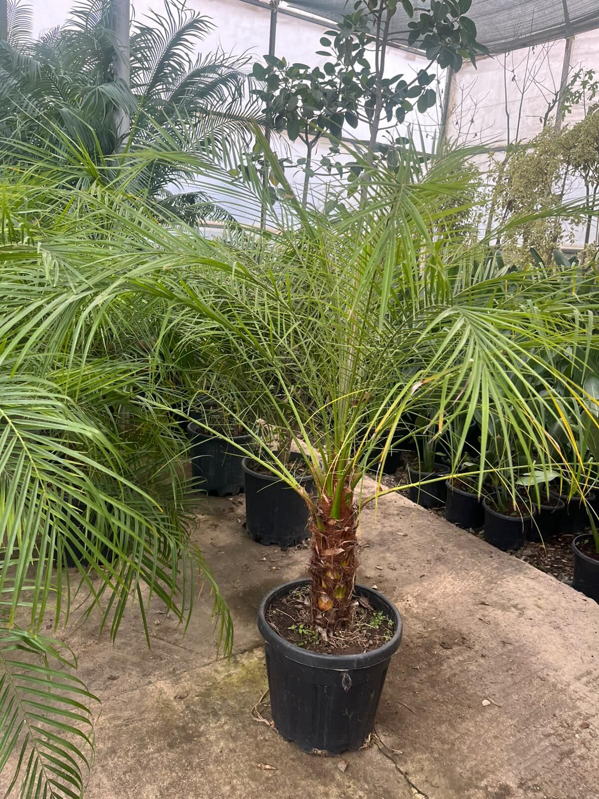 Phoenix roebelenii (Cüce Palmiye)