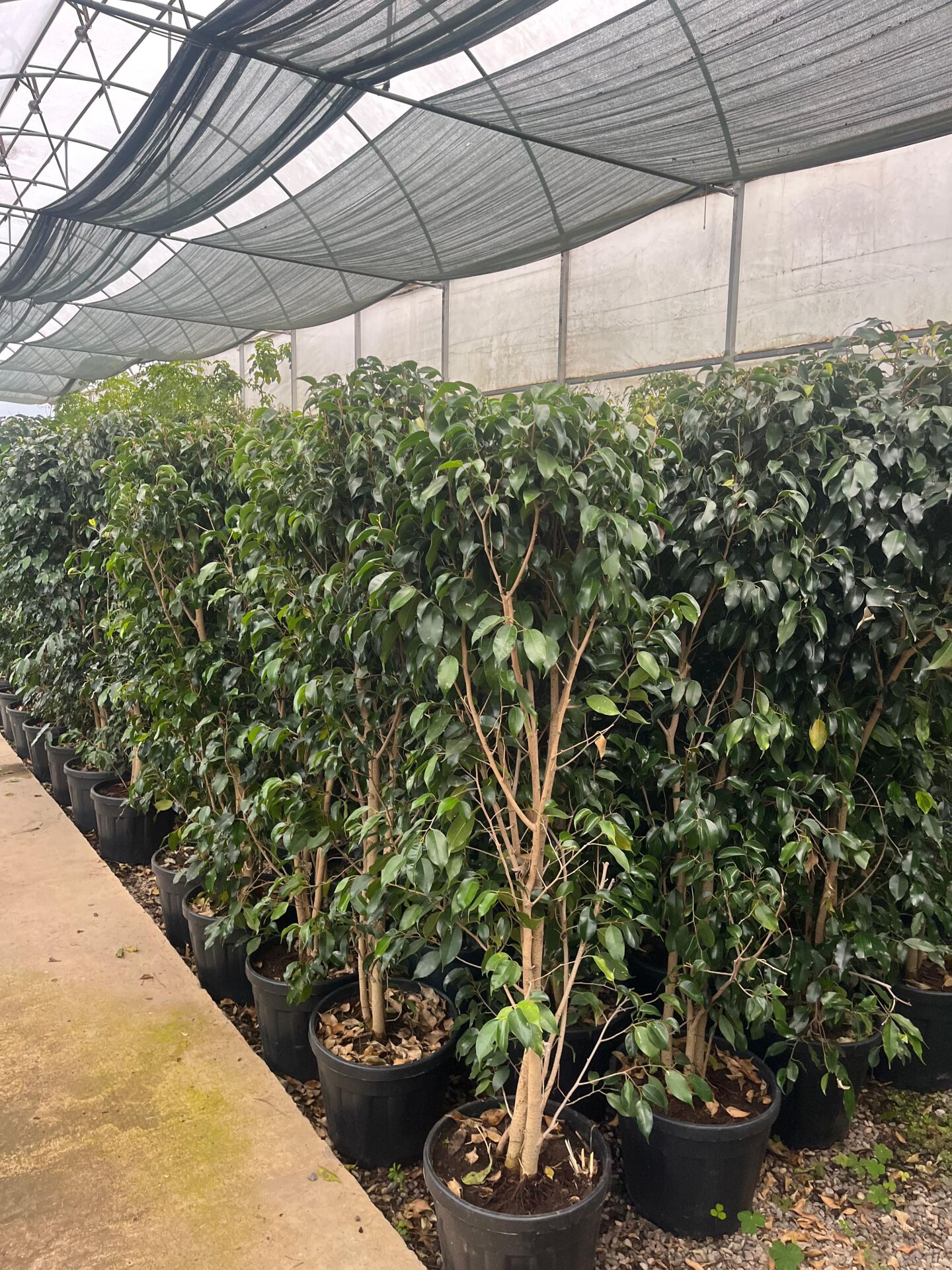 Ficus Benjamin