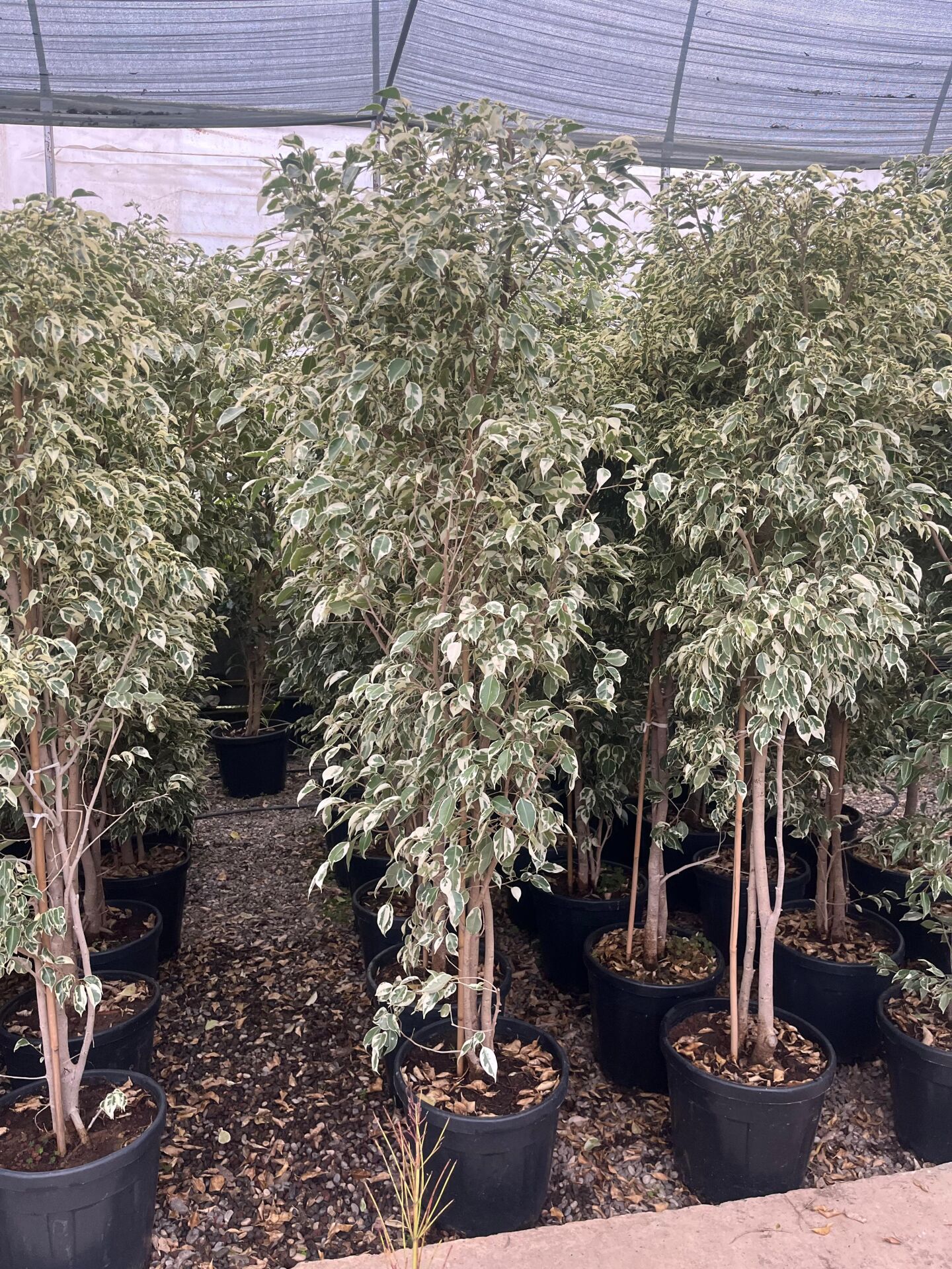 Alacalı Ficus Benjamin