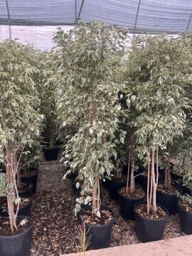 Alacalı Ficus Benjamin