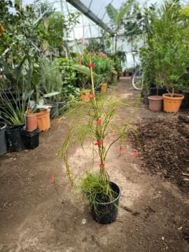 Kırmızı Mercan Çiçeği