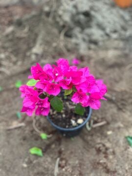 Pembe Begonvil Çiçeği