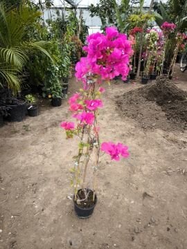 Pembe Begonvil Çiçeği