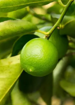 T. Mexican Lime Fidanı