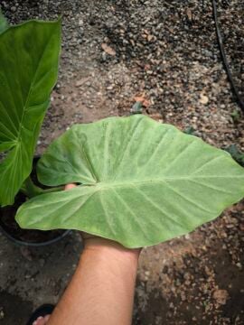 Fil Kulağı (Alocasia macrorrhizos)