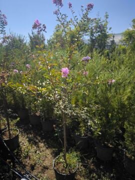 Oya Ağacı (Lagerstroemia indica)
