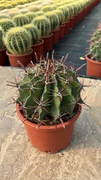 Ferocactus rectispinus