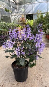 Plectranthus ecklonii (Küba Kekiği)