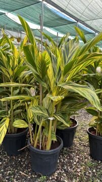 Alpinia zerumbet 'variegata'