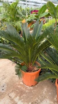 Sikas Japon Plamiyesi (Cycas revoluta)