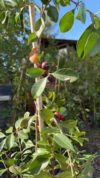Çilek Guava