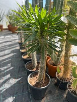 Madagaskar Palmiyesi (Pachypodium lamerei)