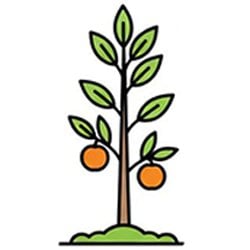 Narenciye Fidanları